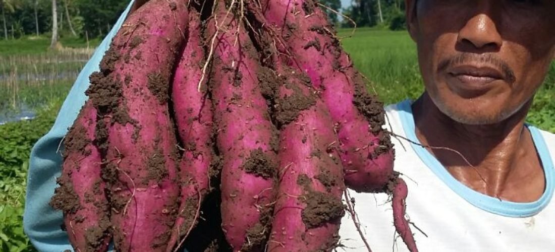 Purple Sweet Potato (harvested) 1